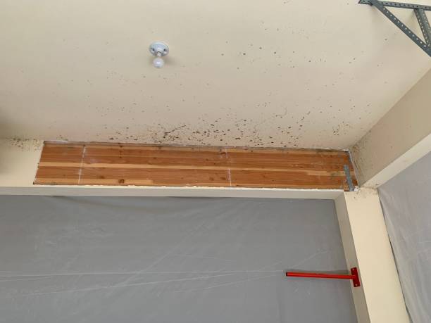 Best Post-Remediation Verification Testing  in Eming Island, FL