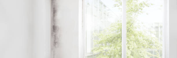 Best Residential Mold Inspection & Testing  in Eming Island, FL